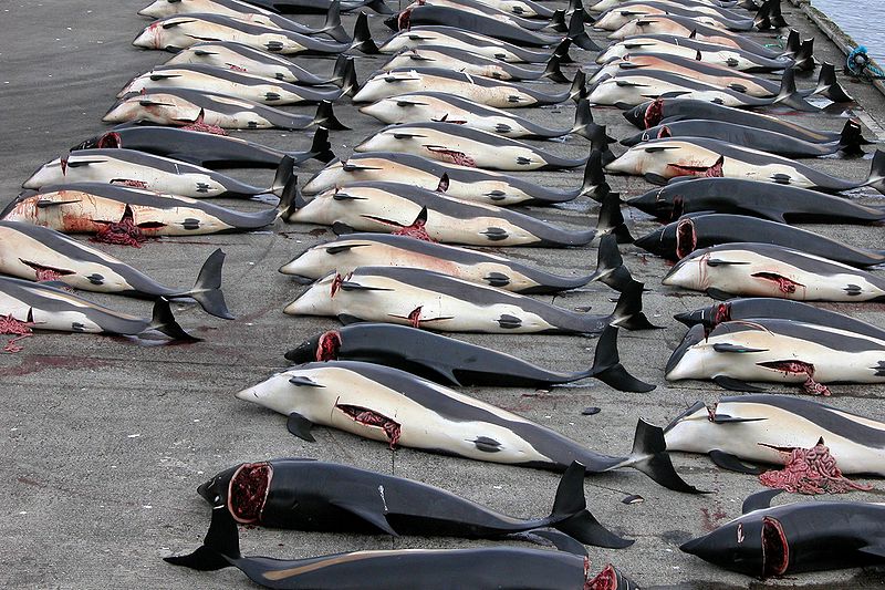 slaughtery of Dolphins in Denmark « born to be free …