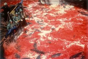 dolphins-beink-killed-in-japon