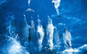 dolphins in the bay of Samana